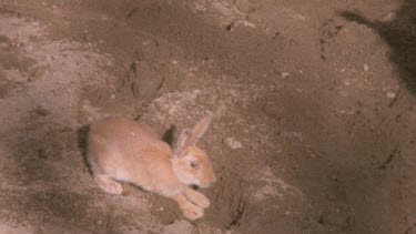 rabbit backing off from a brumby which is barely in shot.