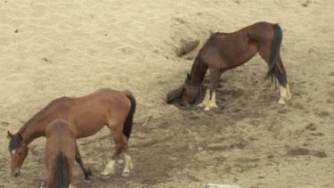 brumby drinking from a hole in the sand