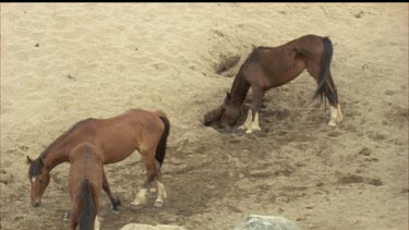 top view three brumbies one is drinking from a hole in the sand