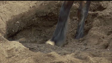 a brumby digging in sand. Zoom out as the brumby walks away from the hole it has created. It walks over to another hole surrounded by several other brumbies.