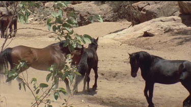 two brumbies antagonize each other