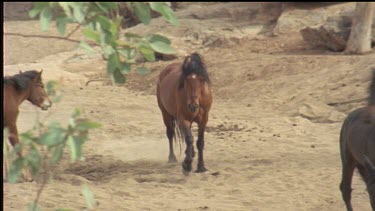 brumby trotting. When it approaches another brumby, they both rear up at each other. It walks about then chases the other brumby away before drinking from a hole in the sand. It then walks away from t...