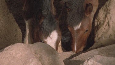 two brumbies drinking. One begins to bite the other on the side of its face.