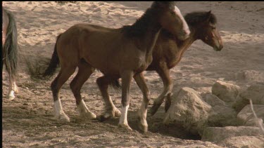 two brumbies. One stands, the other drinks from a hole in the sand. The drinking brumby bites and kicks the other.