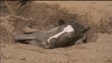 foal lying in hole