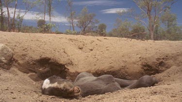 dead foal in dried up creek bed