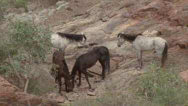 four brumbies standing