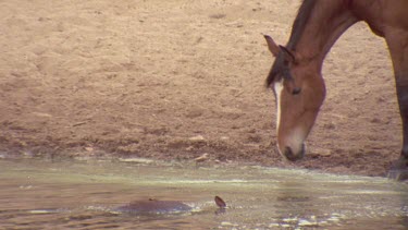 brumby standing over foal carcasses in water
