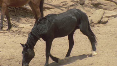 brumby walking to the edge of a waterhole then backing away. It walks back to the water