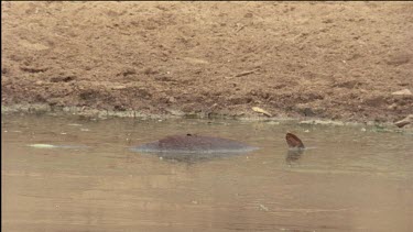 pan from foal carcasses in water to crow standing on edge of waterhole