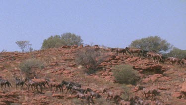 herd of brumbies moving up a hill