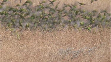 flock of budgies taking off