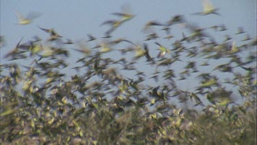 fade in to flock of budgies flying