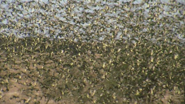 fade in to flock of budgies flying