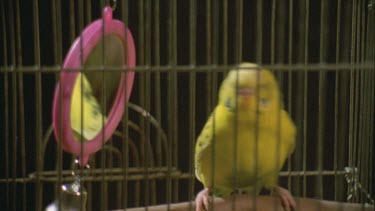 Budgie in a cage, 'dancing' in front of swaying mirror Budgie in cage nibbling on bars