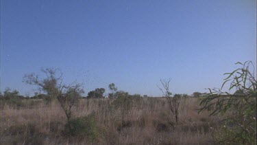 Desert landscape. A small flock of budgies flies overhead Flock of budgies in flight