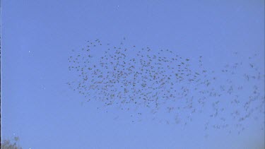 large flock of budgies in flight