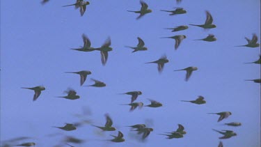 budgies in flight