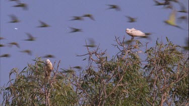 Two cockatoos in tree as budgies fly past Large flock of budgies flying over/around dam Large flock of budgies flying onto dam to drink