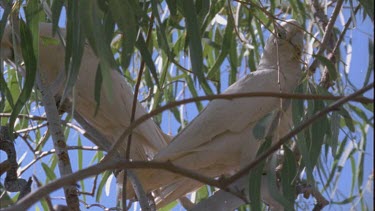 Corellas in tree corella flying across desert to land in group