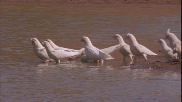 Corellas drinking at waterside view from behind as Corella's lean over a drink