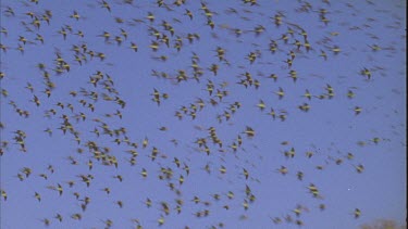 flock of budgies flying then landing beside a dam Row of budgies drinking at the waterside