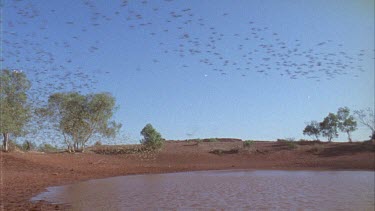 Dam, budgies fly overhead