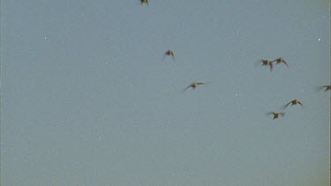 Budgies flying. Blue sky