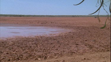 Partially dried dam Budgies landing on mud