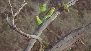 Budgies perched in a dead tree flying around dead tree