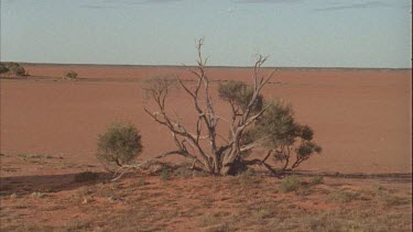 dead tree in the desert pan up from cracked ground to trees