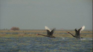 Black swans taking off from water