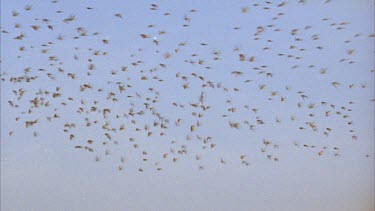 flock of budgies in flight