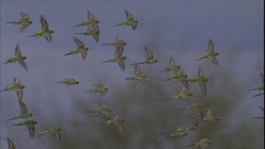 flock of budgies in flight