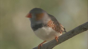 zebra finch on branch Budgies and other birds drinking