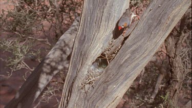Zebra finch on tree near nest entering nest home