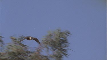 falcon in flight