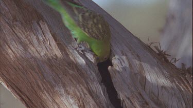 budgie entering crack in tree