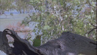 budgie landing on branch