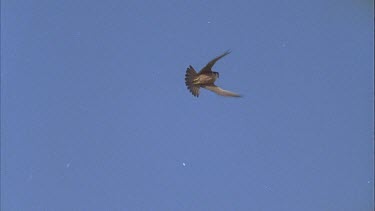 Falcon in flight