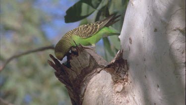 Budgie standing next to tree hollow