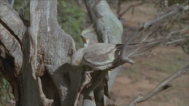 two cockatiels on a branch near tree hollow