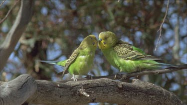 budgies mating