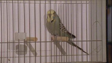 Budgie in a cage