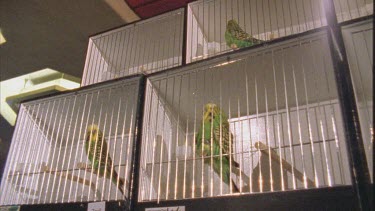 man walks along row of cages, places his budgie cage