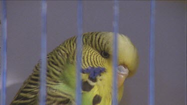 budgie head in cage