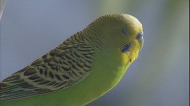 budgie