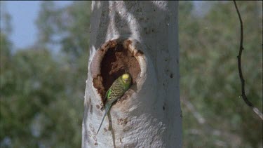budgie entering hole in tree
