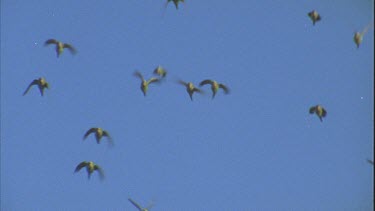 Flock of budgies in flight