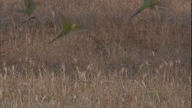 budgies landing ding on grass